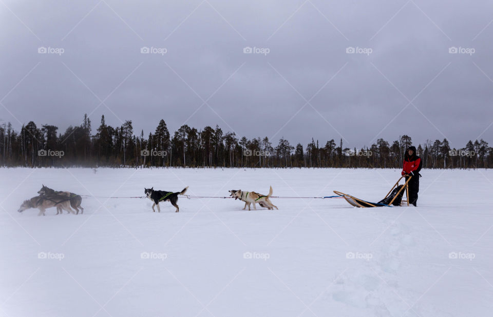 Husky tour