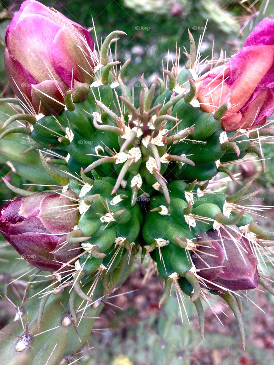 Blooming cactus. Cactus in bloom