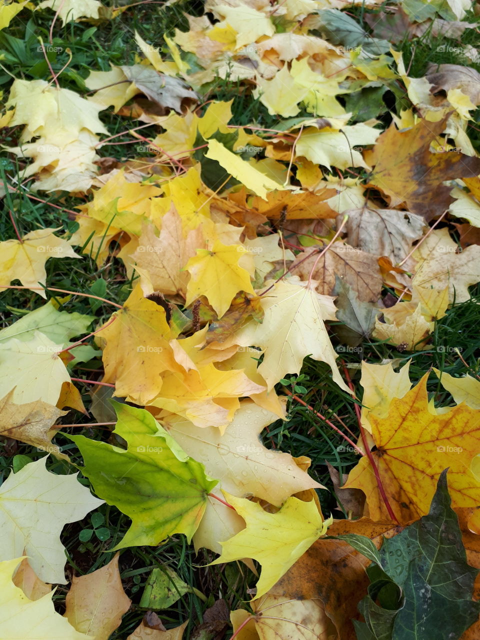 leaves in greens and golds