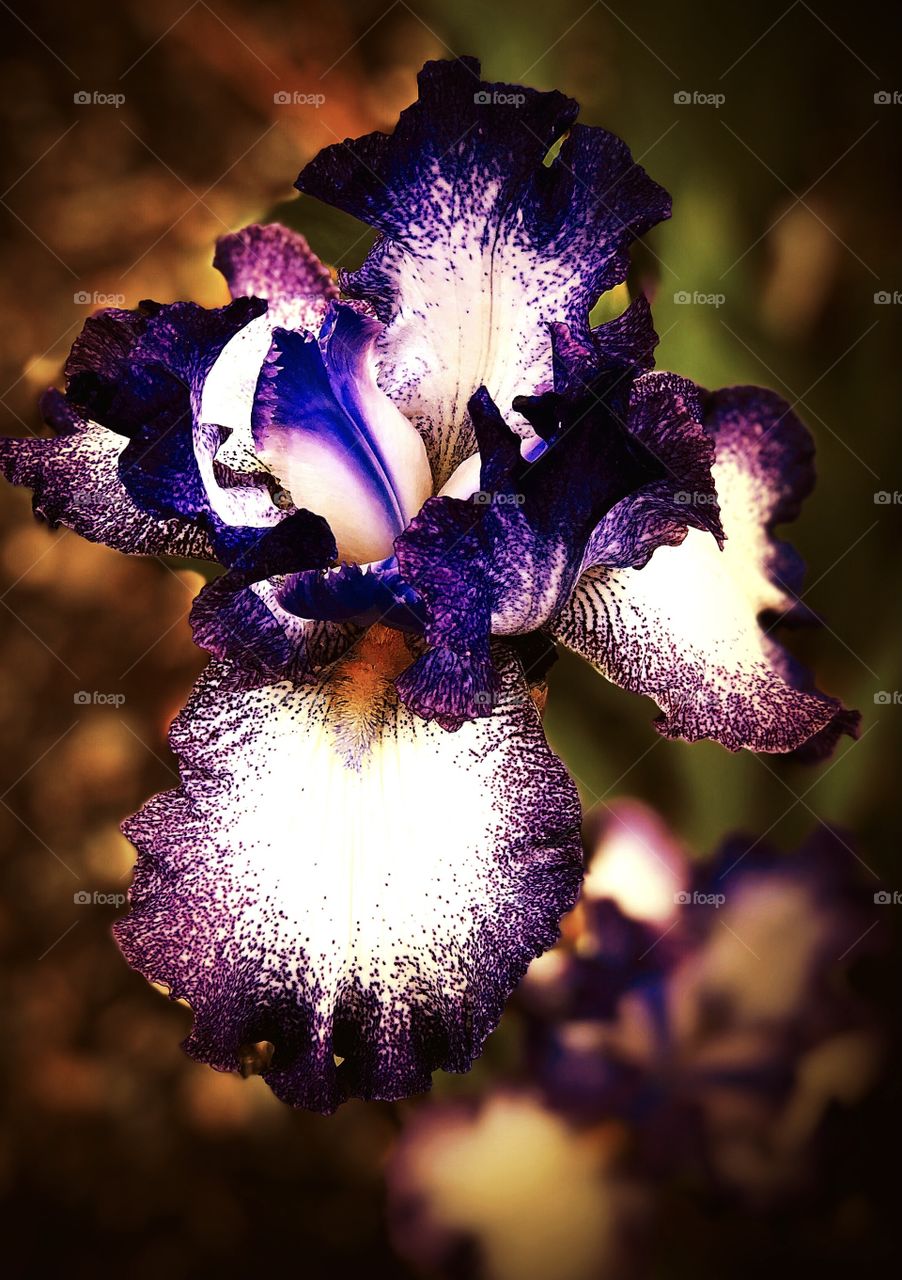 White and purple iris