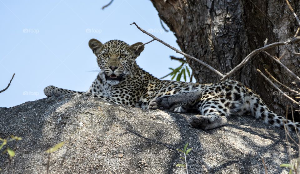 Leopard relaxing on a big brown rock in the Kruger National Park showing off his spotted fur, big eye and beautiful face