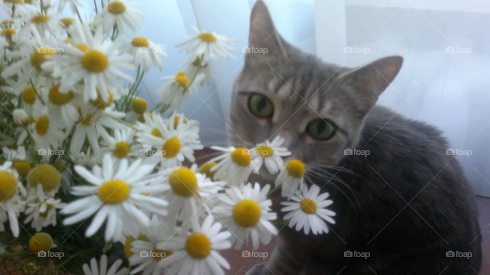 Nature, Cat, Beautiful, Cute, Flower