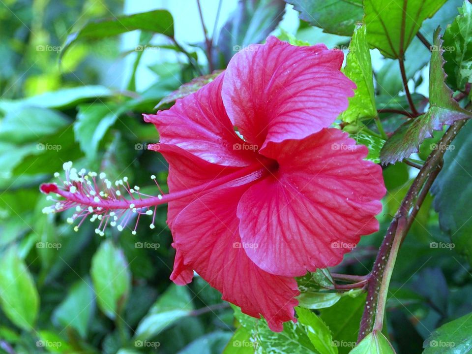 Red hibiscus with leaves