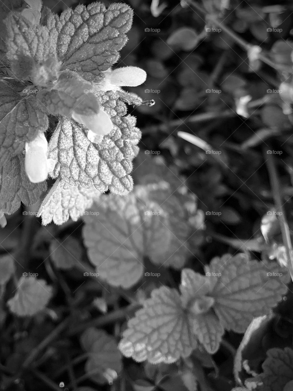 Backyard Shadows and Light
