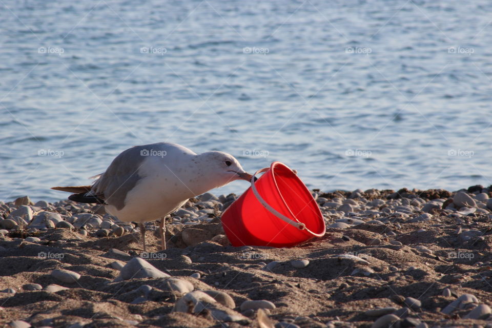 Seagull playing with a red bucket on a beach.