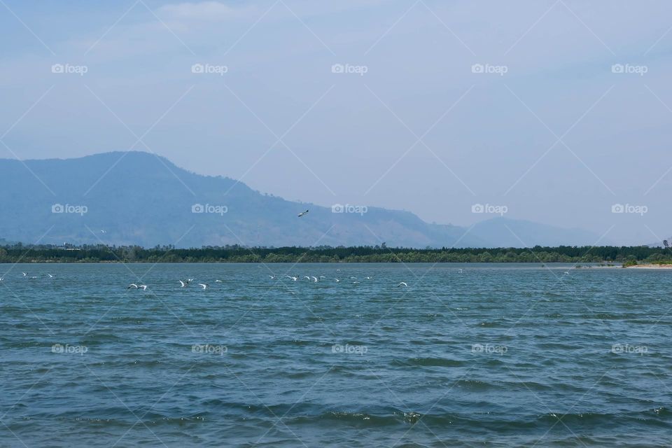 the mountain, sea and seagulls