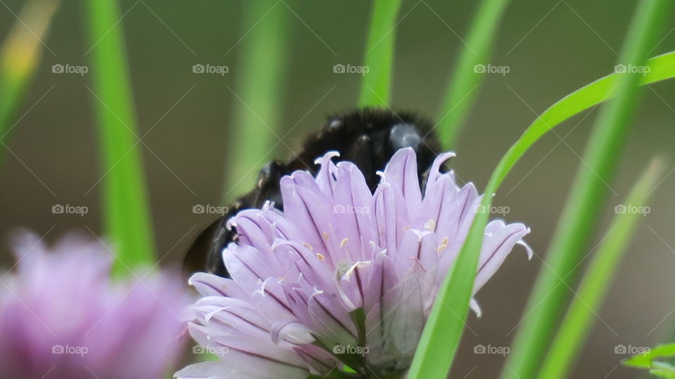 Flowering 