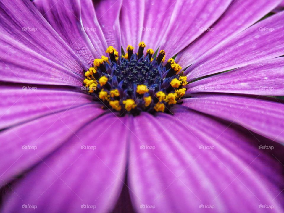 Osteospermum ecklonis close up 