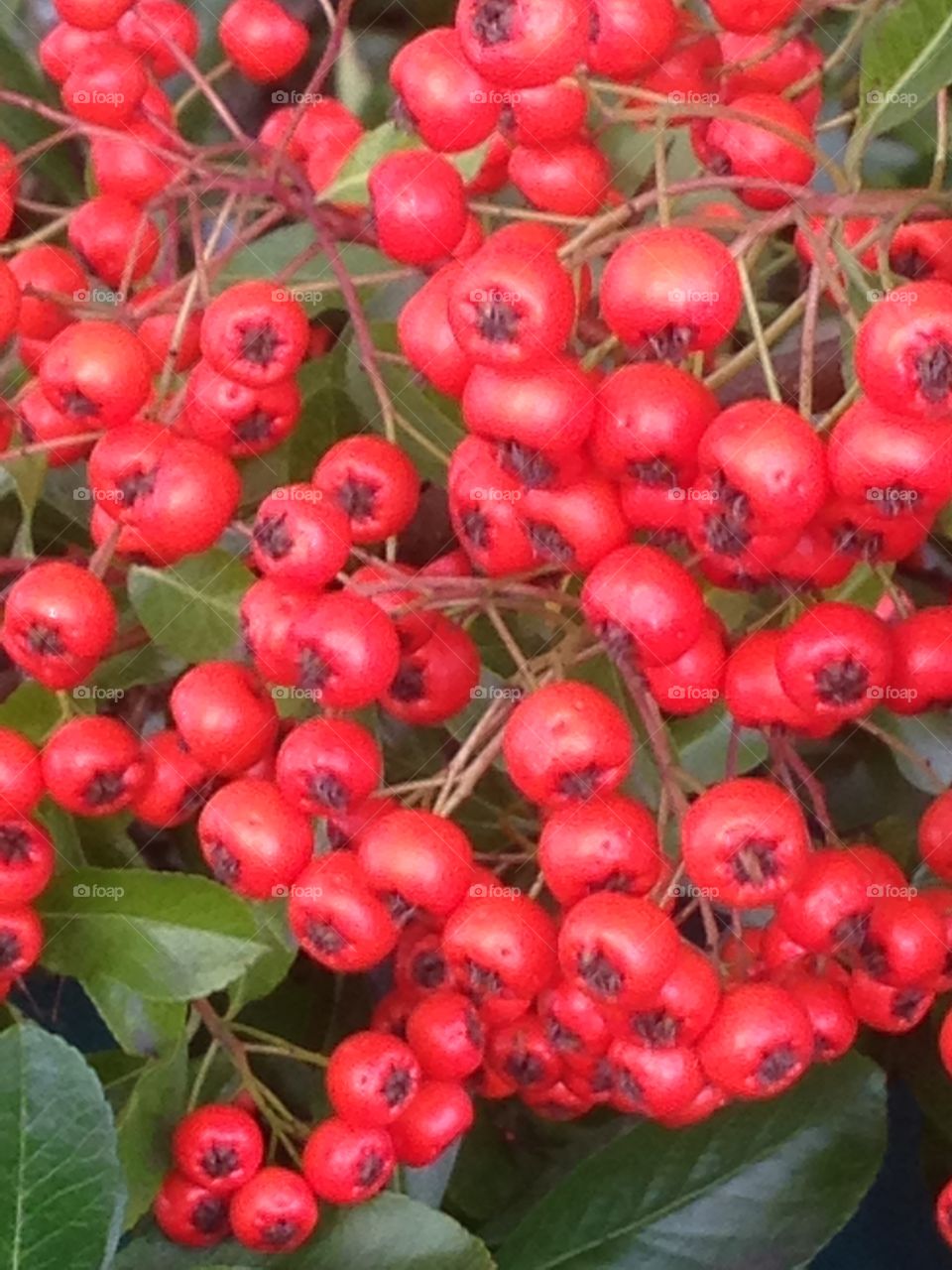 Red  red red . Some Berry,s I found in a car park