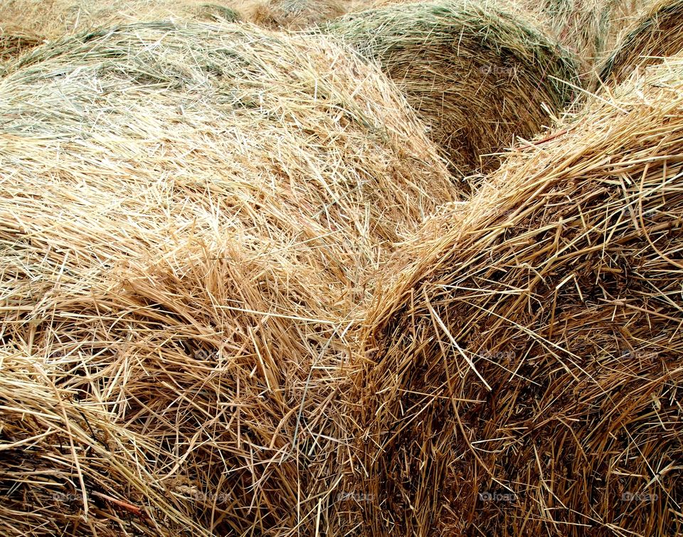 Large rolls of hay bales after the fall cutting