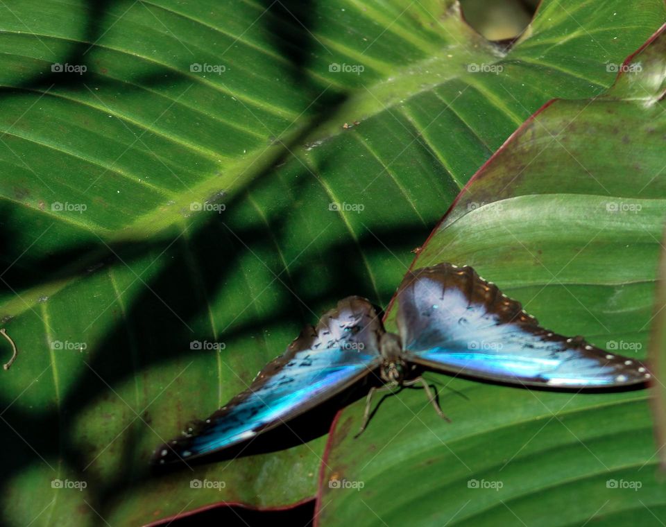 Blue butterfly opal looking 