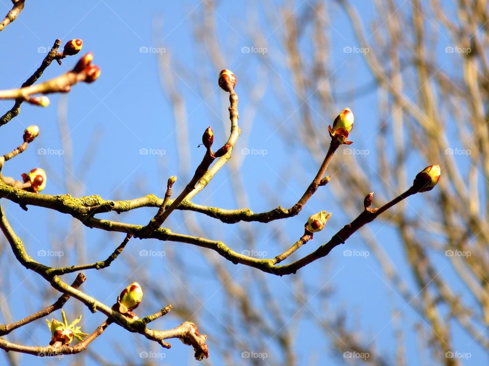 Spring buds