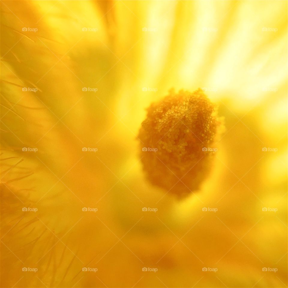 Pumpkin Flower Pollen Macro