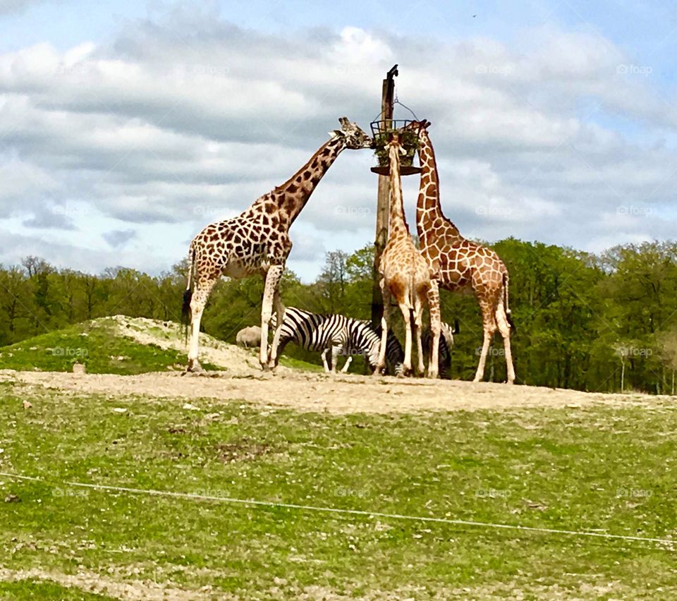 Giraffes and zebras feeding