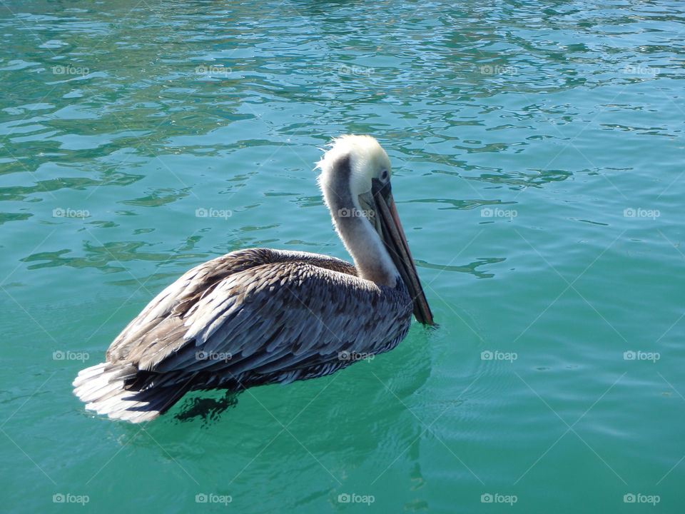 Cabo marina pelican