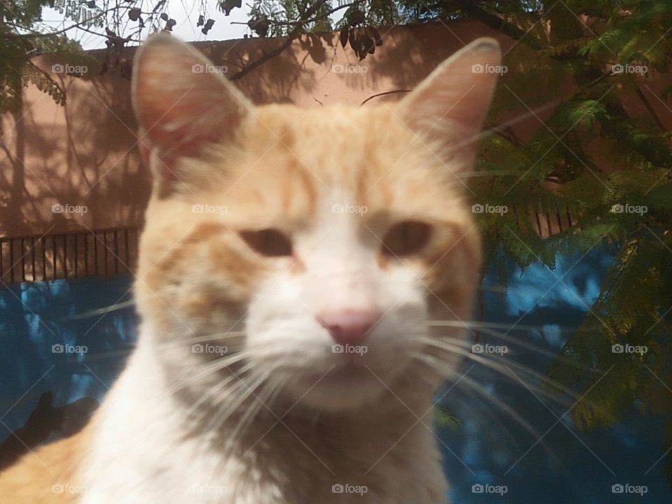 Beautiful cat on car looking at camera.