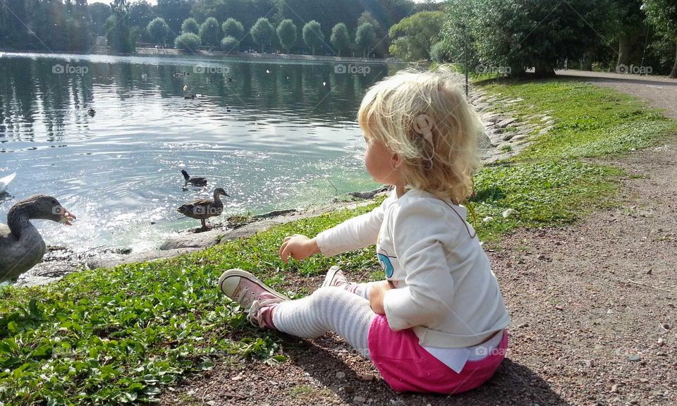 Little girl feeding ducks in park