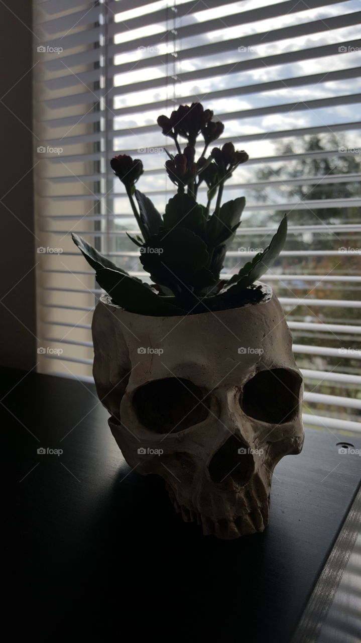 Flowers potted in skull