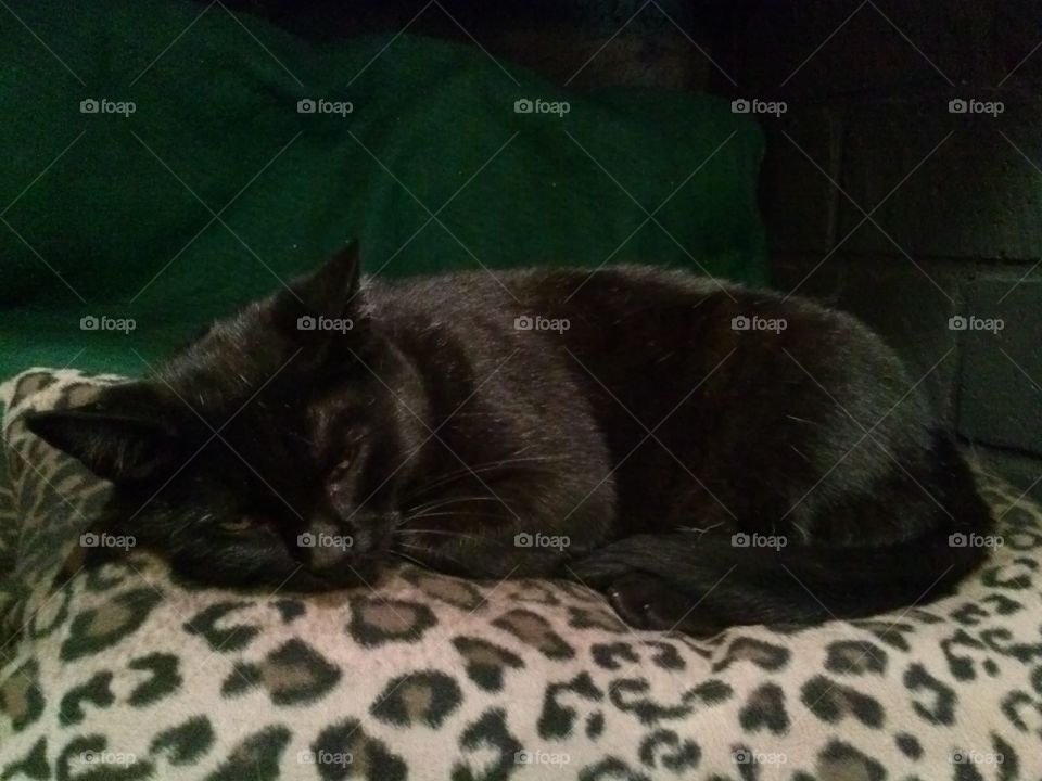 Cat, Sleep, Bed, Mammal, No Person