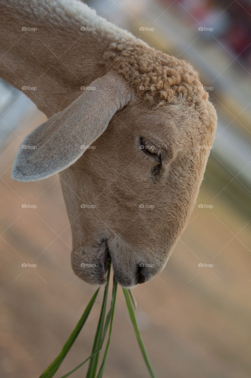 Sheep head