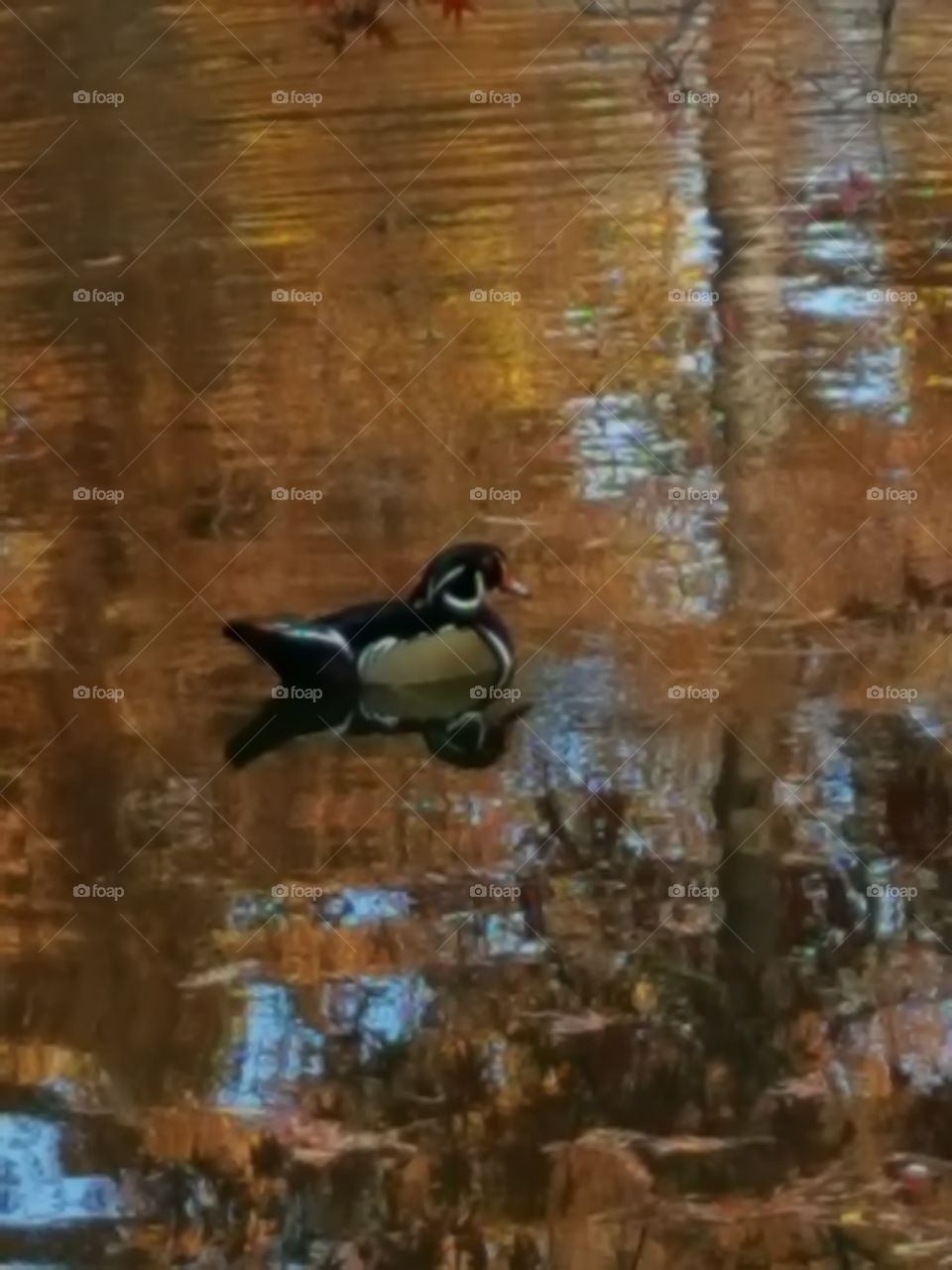 Merganser Duck in fall