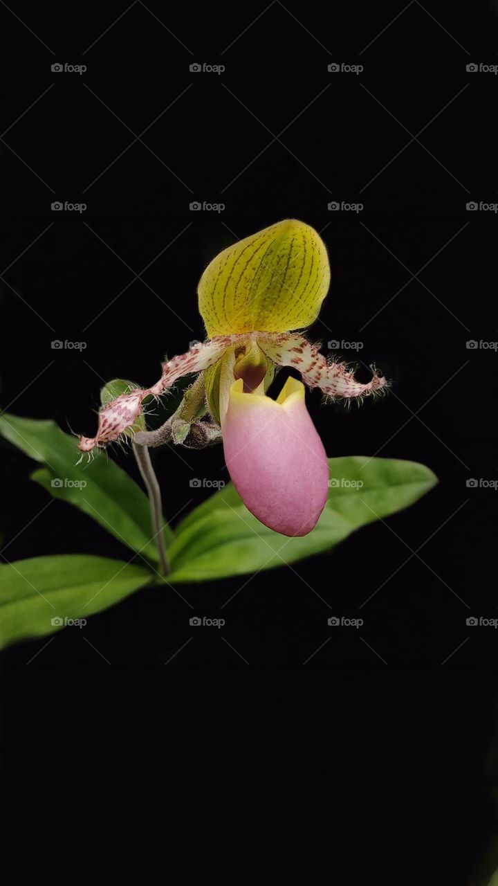 Angrek Kantung Semar