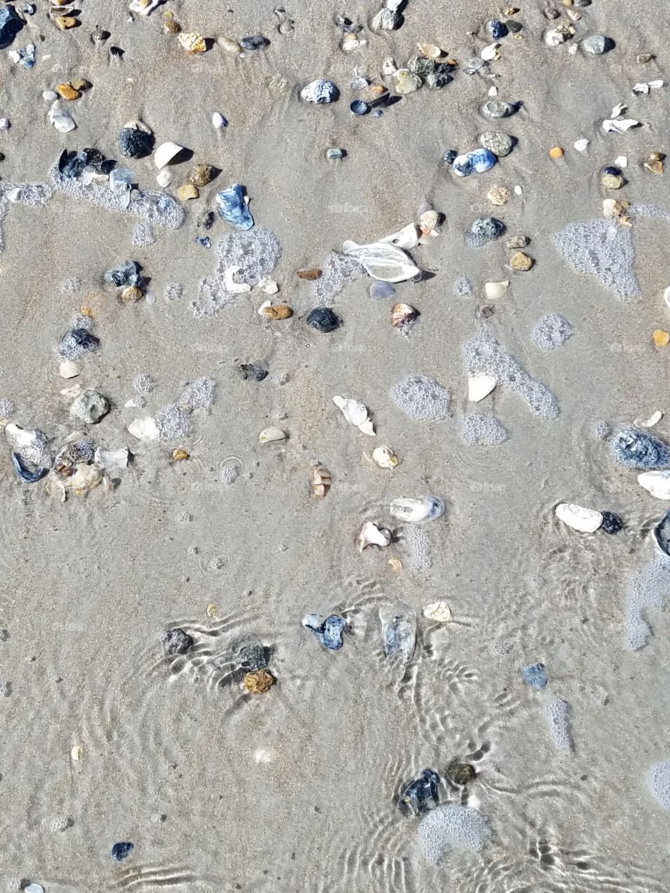 pretty seashells in the sand and water