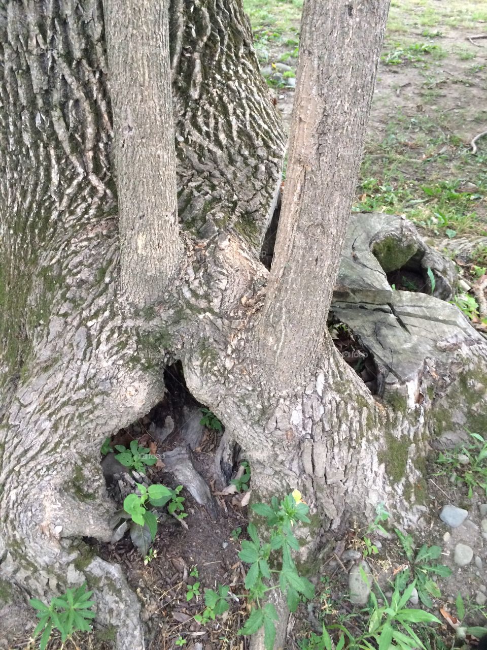 Tree trunk growth
