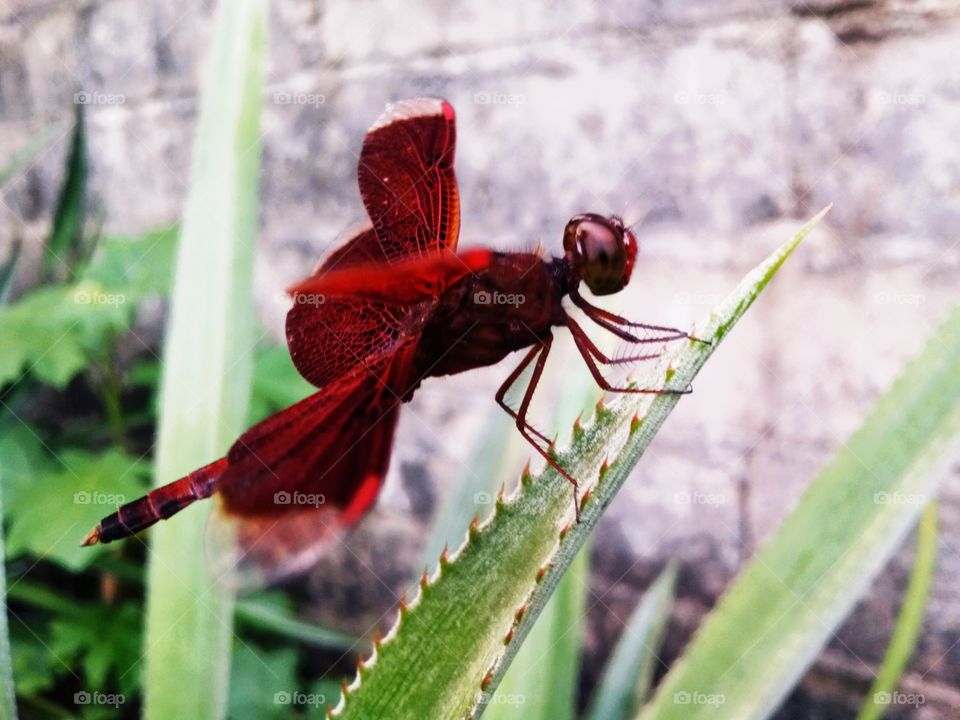 Dragonfly