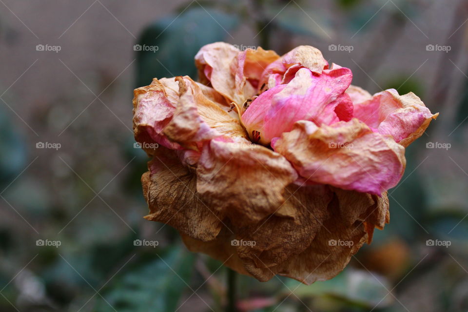 Close-up of pink dry rose