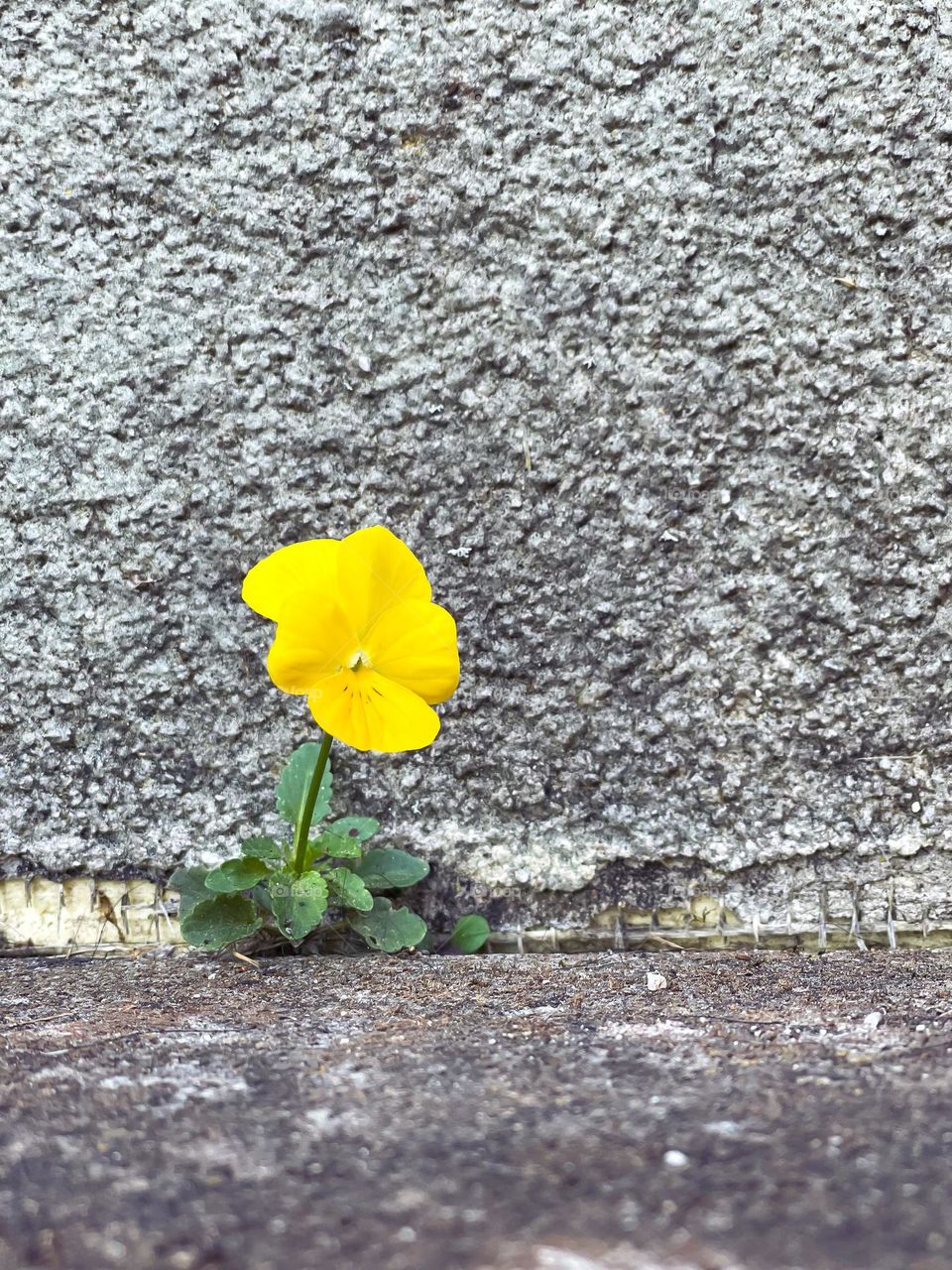 Mauerblümchen 