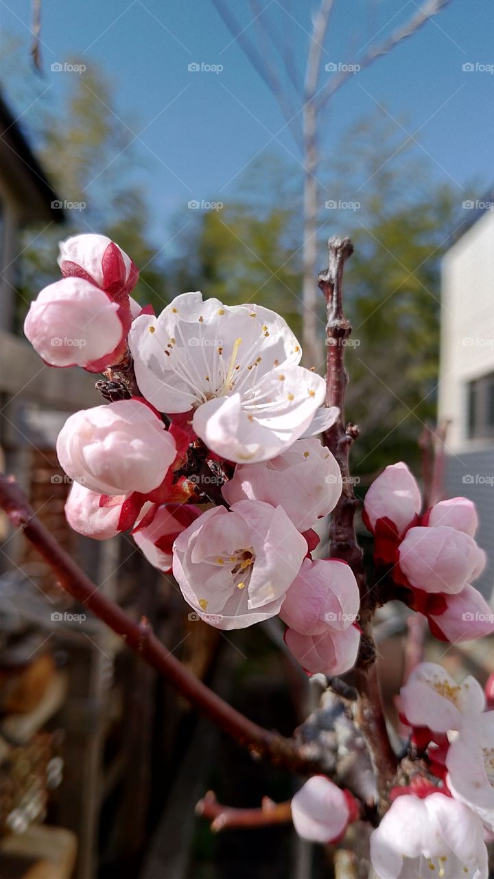 Apricot flower