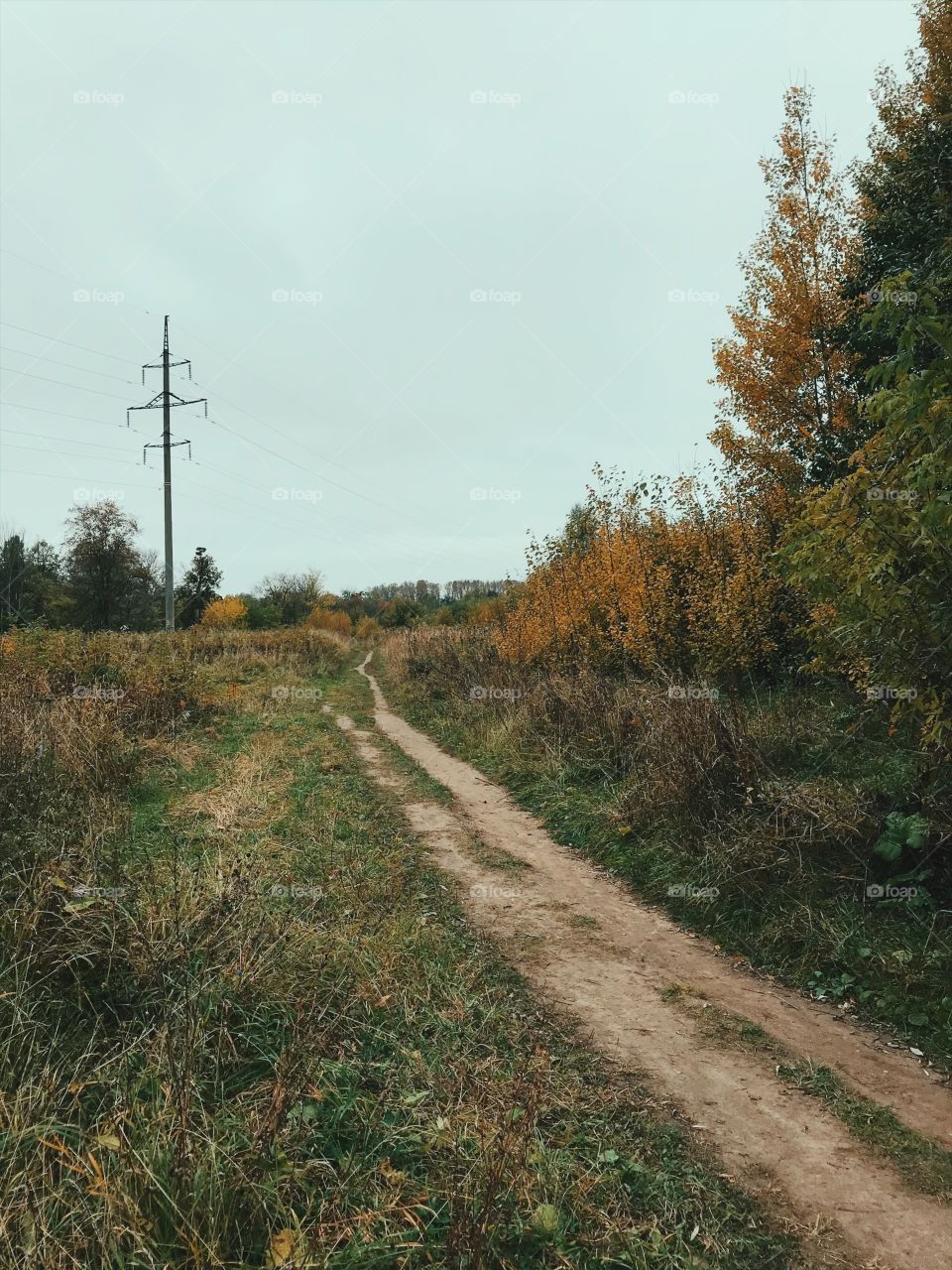 Landscape, Road, Tree, No Person, Nature