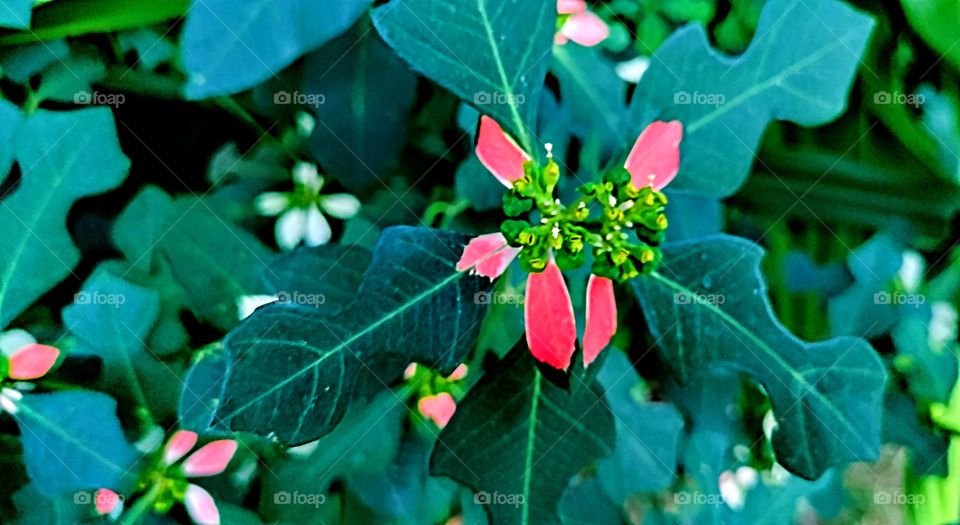 plant leaf colourful