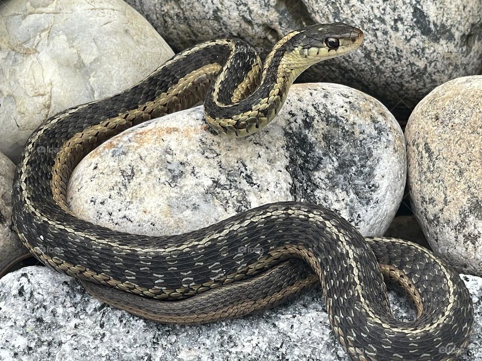 Garter snake 