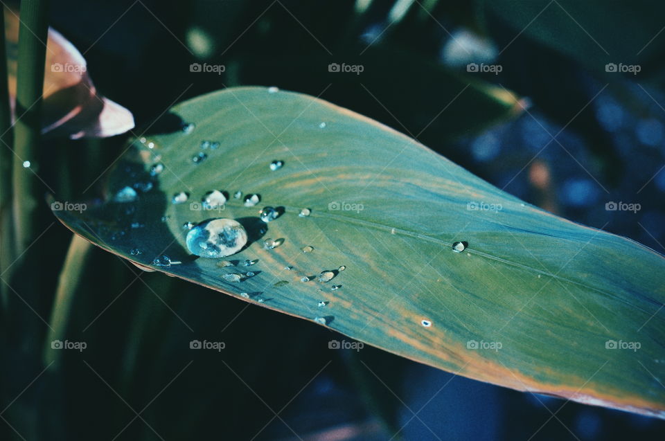 Droplets on leaf #1