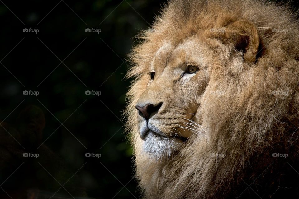 Close-up Photography of Brown Lion