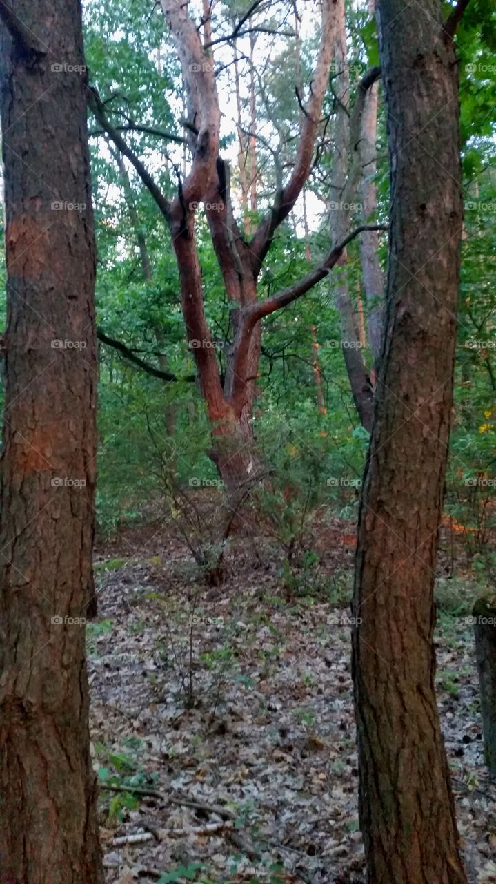 Pine trees during sunset.
