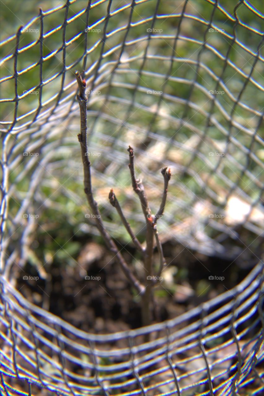Delicious Apple Tree Sapling