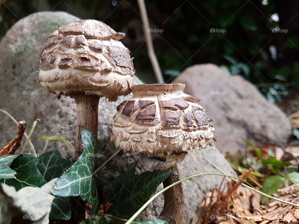 mushroom pair