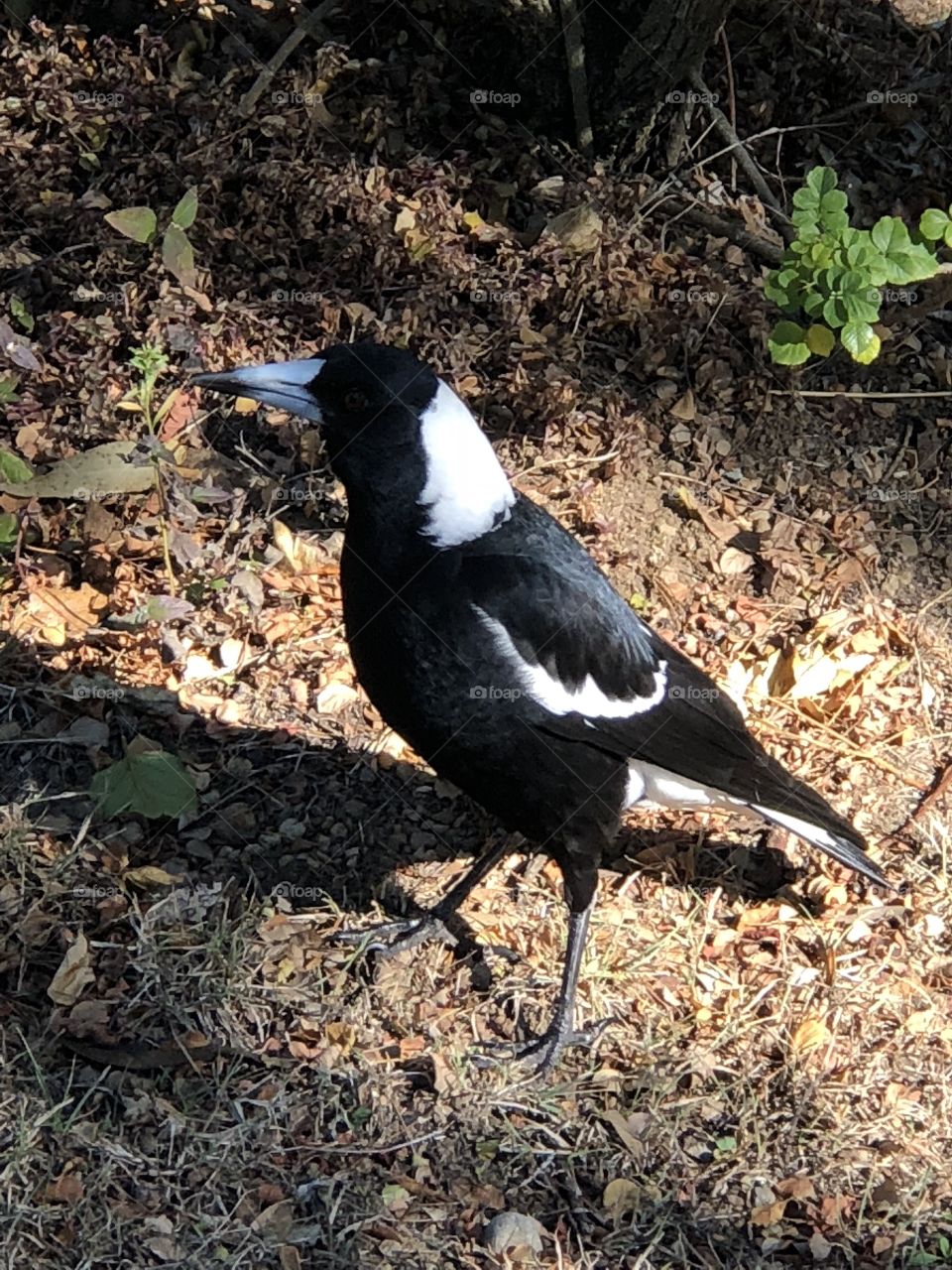 Magpie