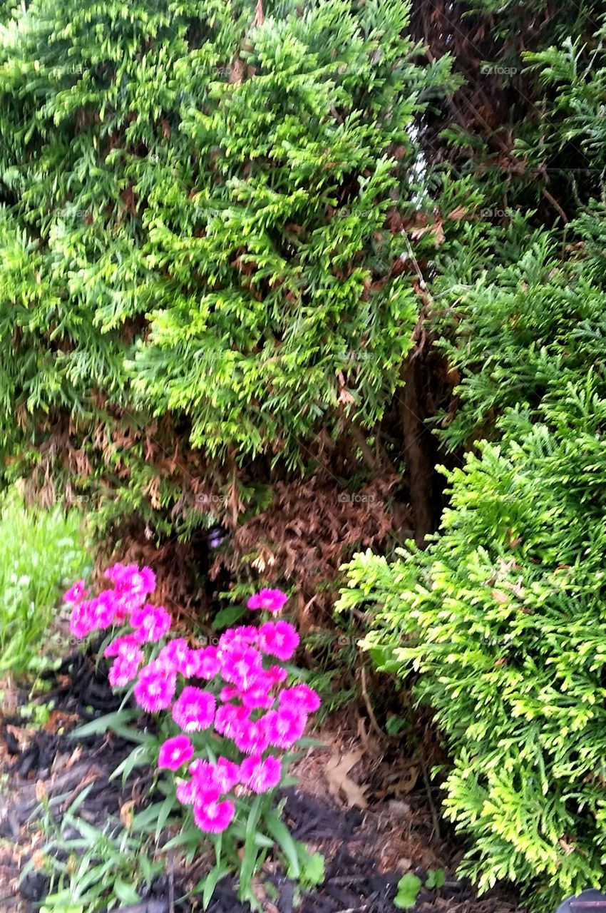 Nestled From the Sun