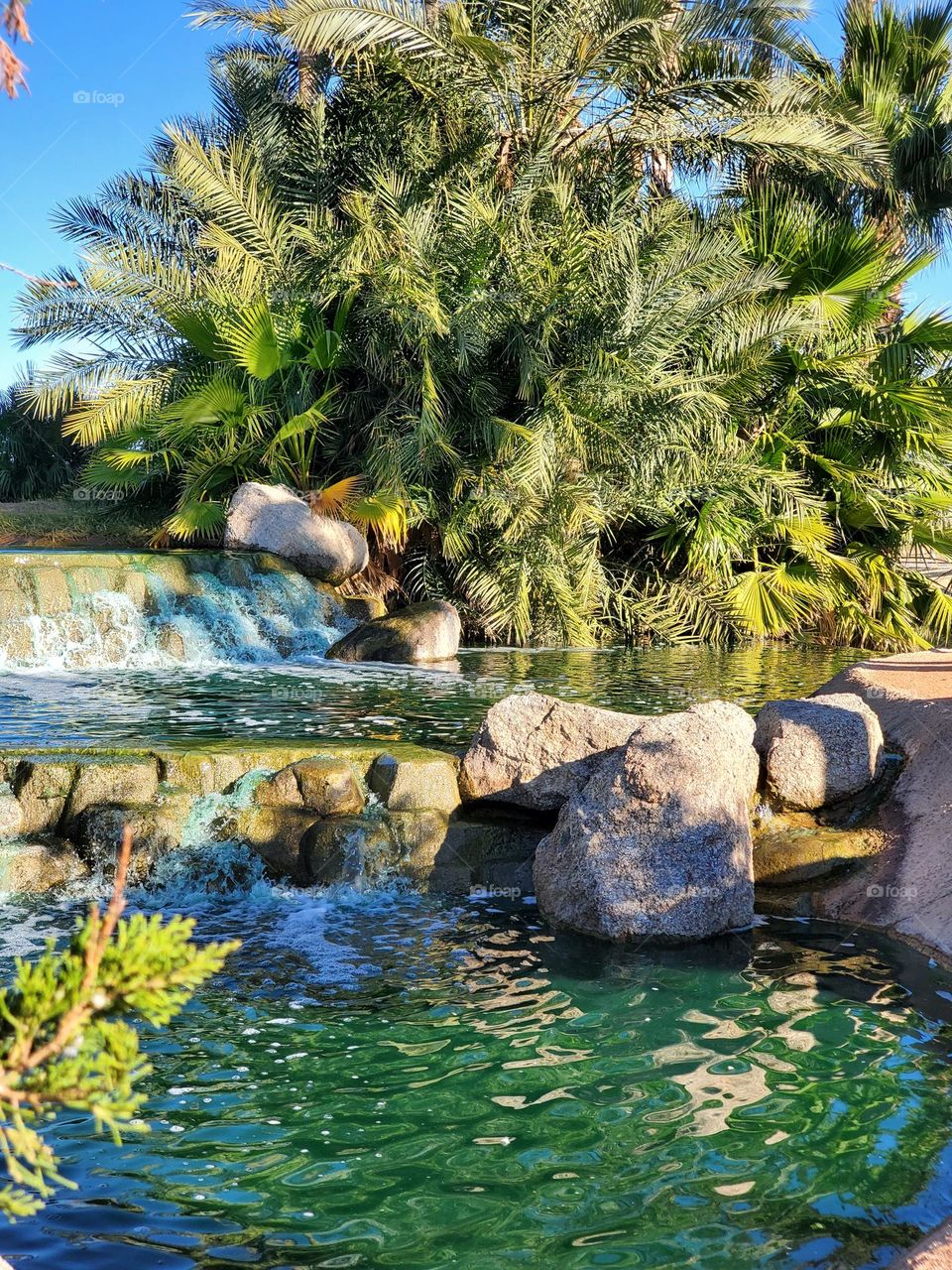 Cluster of Palms by the Water