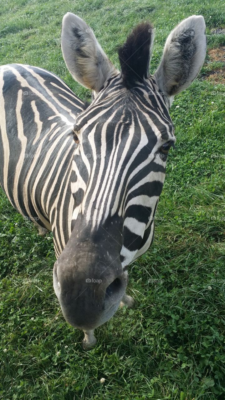 safari day. rode in a trailer through a wonderful little safari with many different animals.