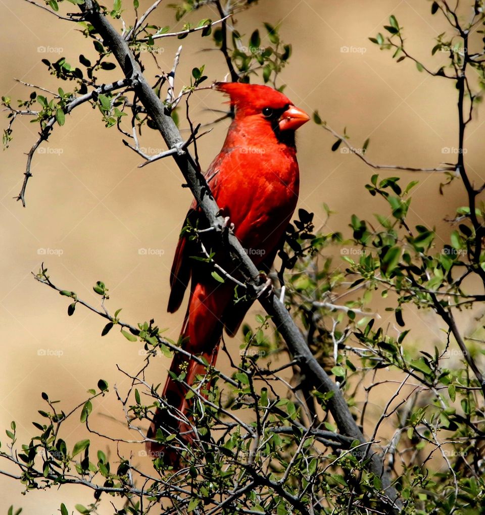 Cardinal on a Branch