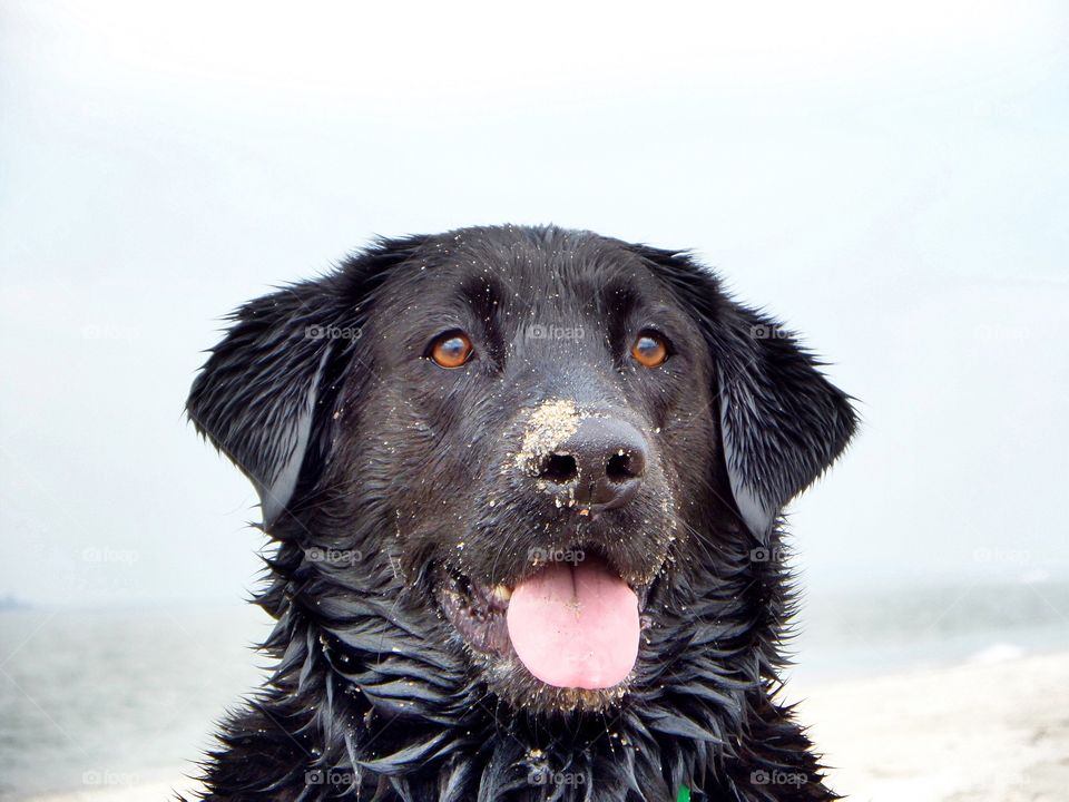 Jasper - Black Labrador 
