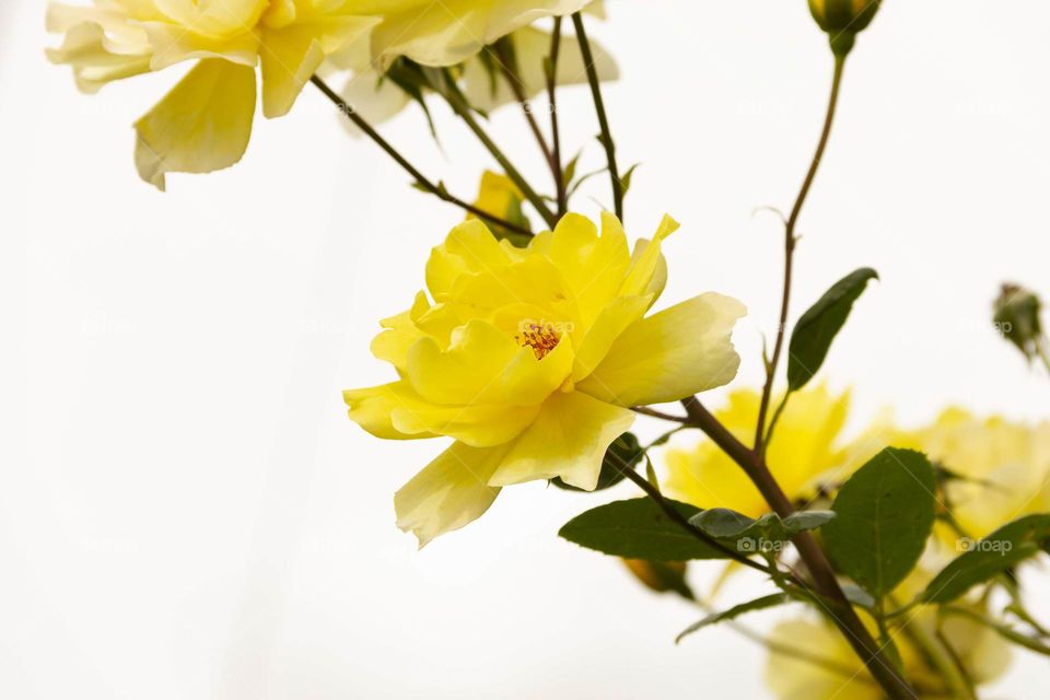 close up of a yellow flower on a branch