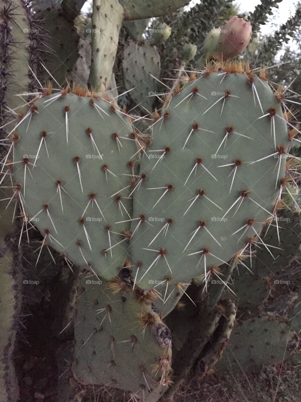 Prickly pear cactus growing outdoors