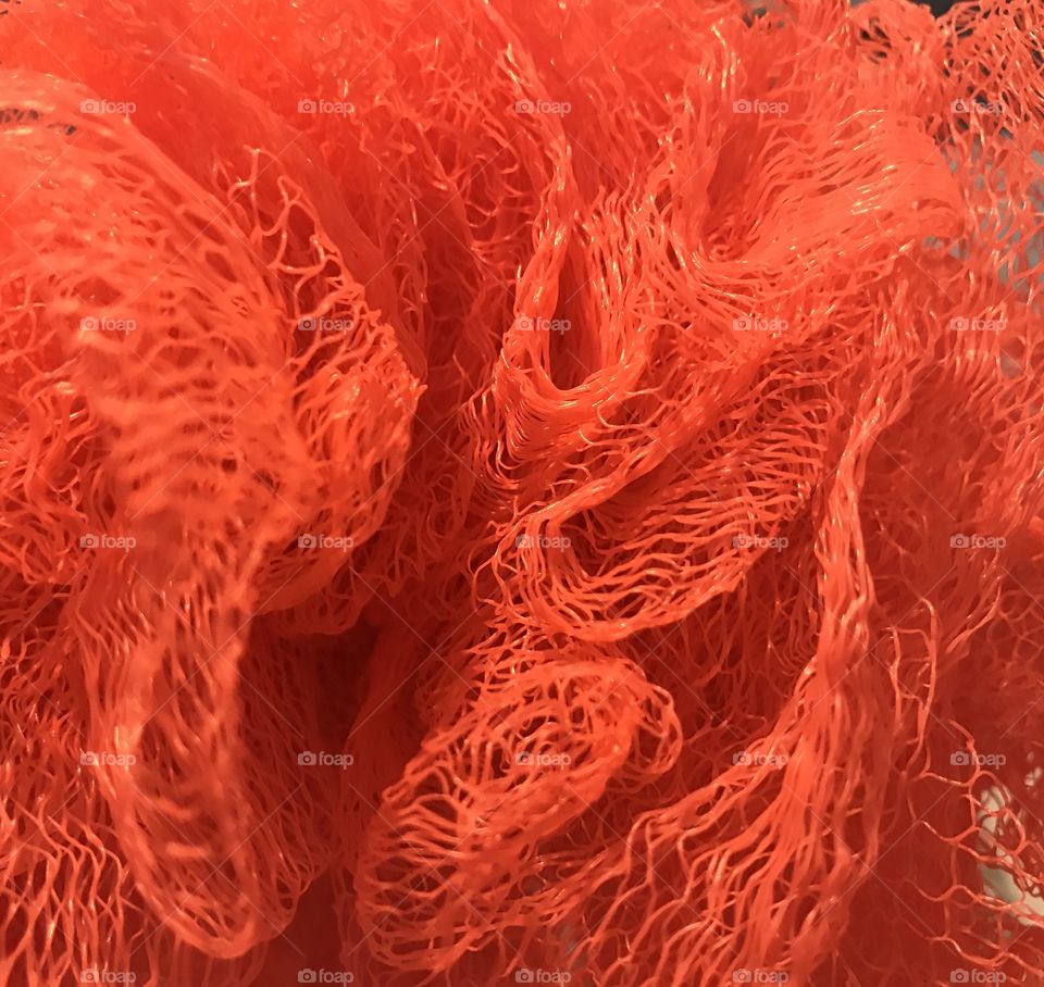 Close-Up Luffa