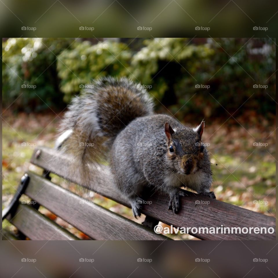 Beautiful squirrel at London, UK